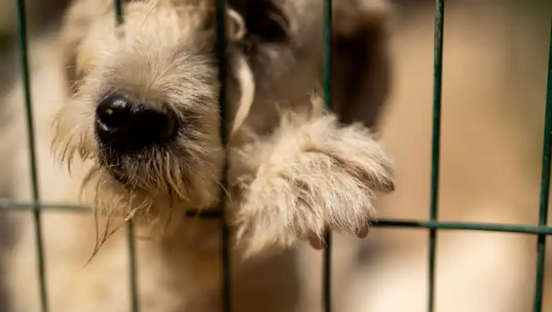 İş Stresi Köpekleri de Vuruyor: Evcil Hayvanlar Üzerindeki Etkileri