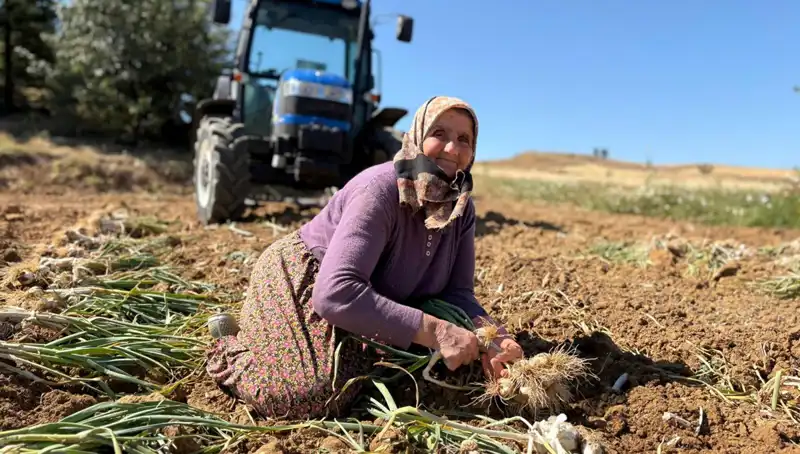 Selenyum Zengini Ürün: Tarladan Günlük 1200 Lira Kazanım