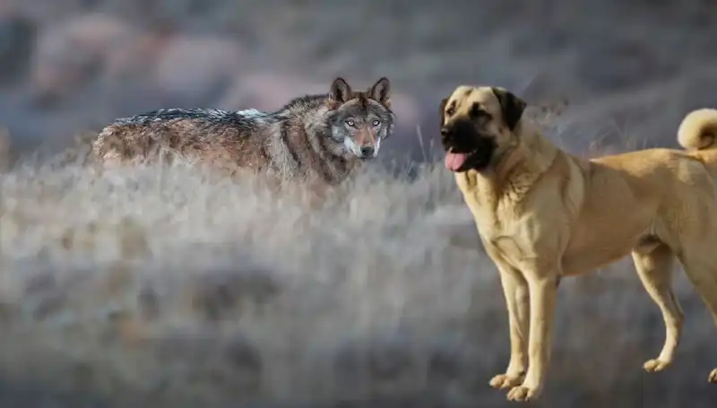 Kangal Köpeğine Olan Talep, Kurt Popülasyonundaki Artışla Yükseldi!