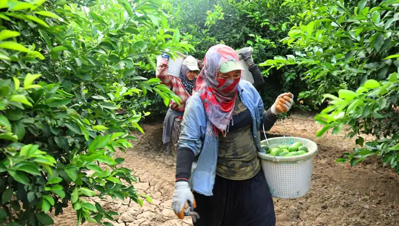 Marketteki Patlıcan Fiyatları Düşüşe Geçti: Hasat Sezonu Geliyor!