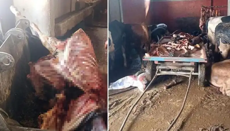 Adana’da Şok Gelişme: 2,5 Ton At Eti Ele Geçirildi!