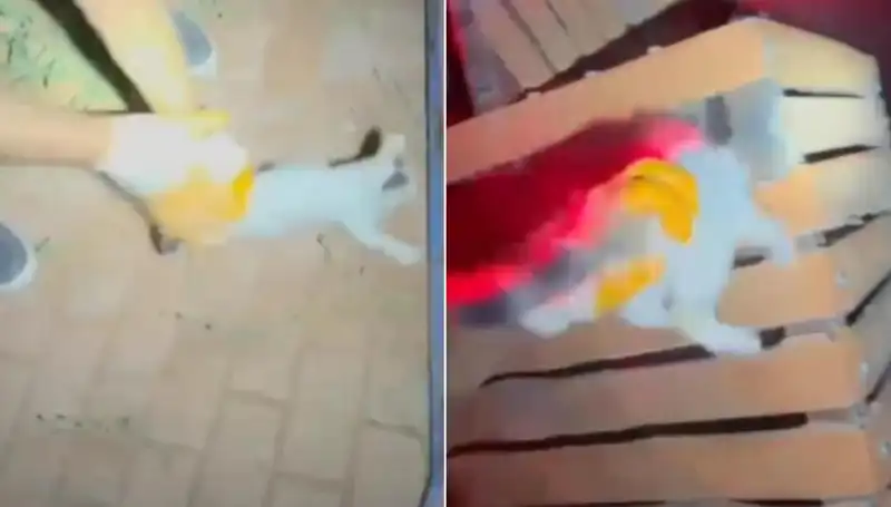 Gece Yarısı İtfaiye Ekiplerinden Hayvanseverliği Ulaşan İnanılmaz Operasyon
