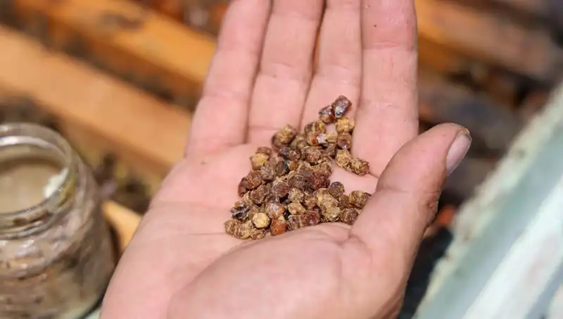 Çöpe Giden Besin Artıkları Şimdi Şans Kapısı: Kilosu 3 Bin TL'den Satılıyor!