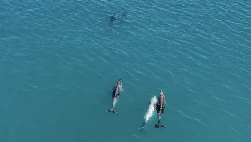 Karadeniz'deki Yunusların Büyüleyici Sürü Görüntüleri Drone ile Yakalandı