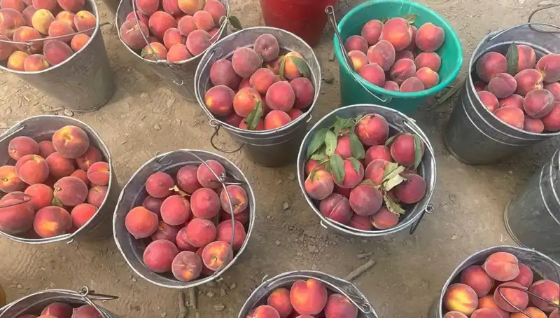 Çiftçi Yüzü Güldürüyor: Hasat Zamanı, Domates Fiyatları 100 Liraya Ulaştı!