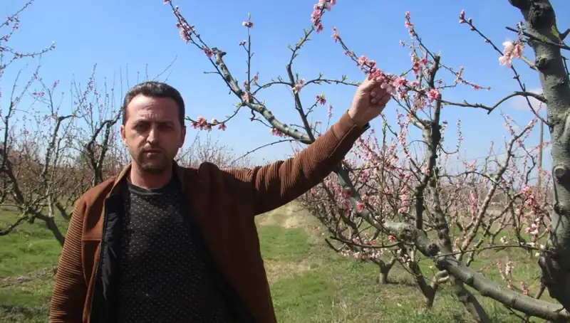 Çiçek Açan Ağaçlar Don Vurmasıyla Kayıplara Karıştı: Doğa Ne Zaman Uyanacak?