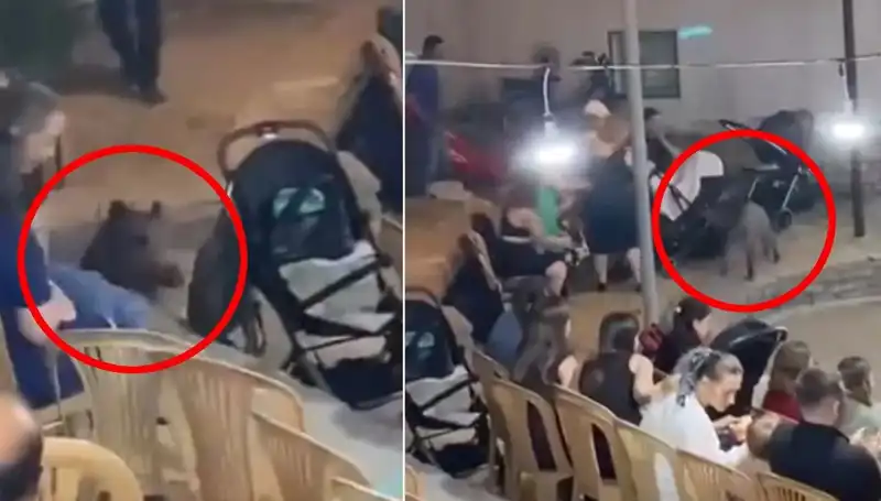 Düğün Töreninde Yaban Domuzu Zirveye Çıktı: Düğüncülerin Şok Anları