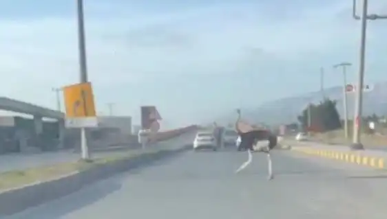 Hatay'da Trafikte Deve Kuşu Görüntüleri Şaşkınlık Yarattı