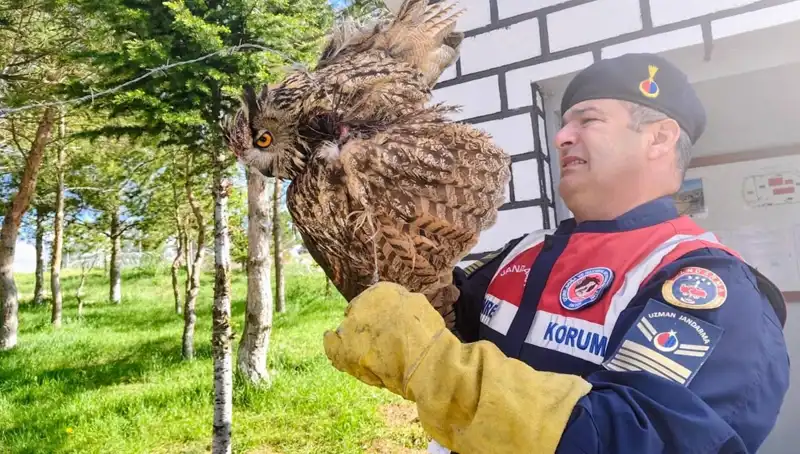 Dikenli Tellere Takılan Puhu, Şimdi Tedavi Altında Hayata Dönmeyi Bekliyor