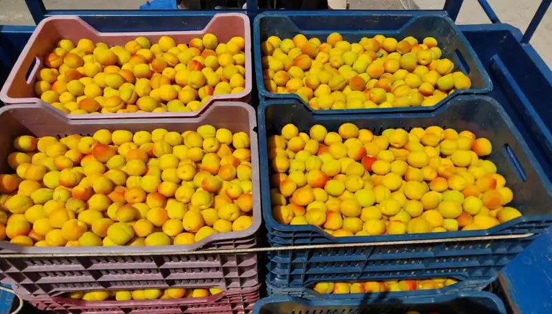 Tarımda Yeni Bir Dönem: Yerli Ürün İlk Hasatla 500 TL'den Satışa Çıktı
