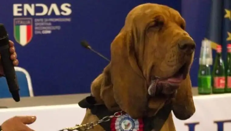 Arama Köpeğine Çivili Sosisle Suikast: Hayvanseverleri Şoke Eden Olay!